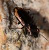 Notiophilus quadripunctatus